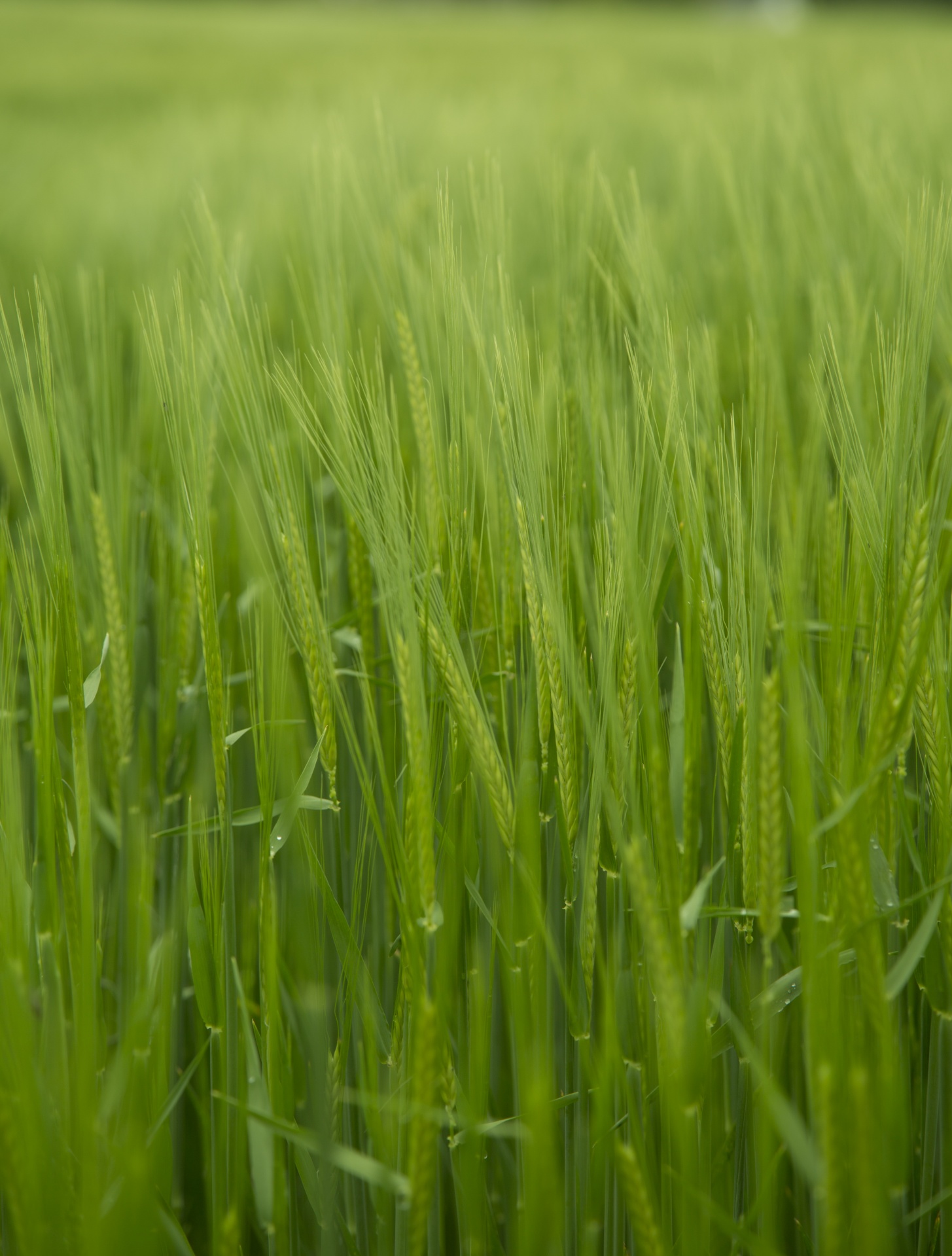 green field barley free photo