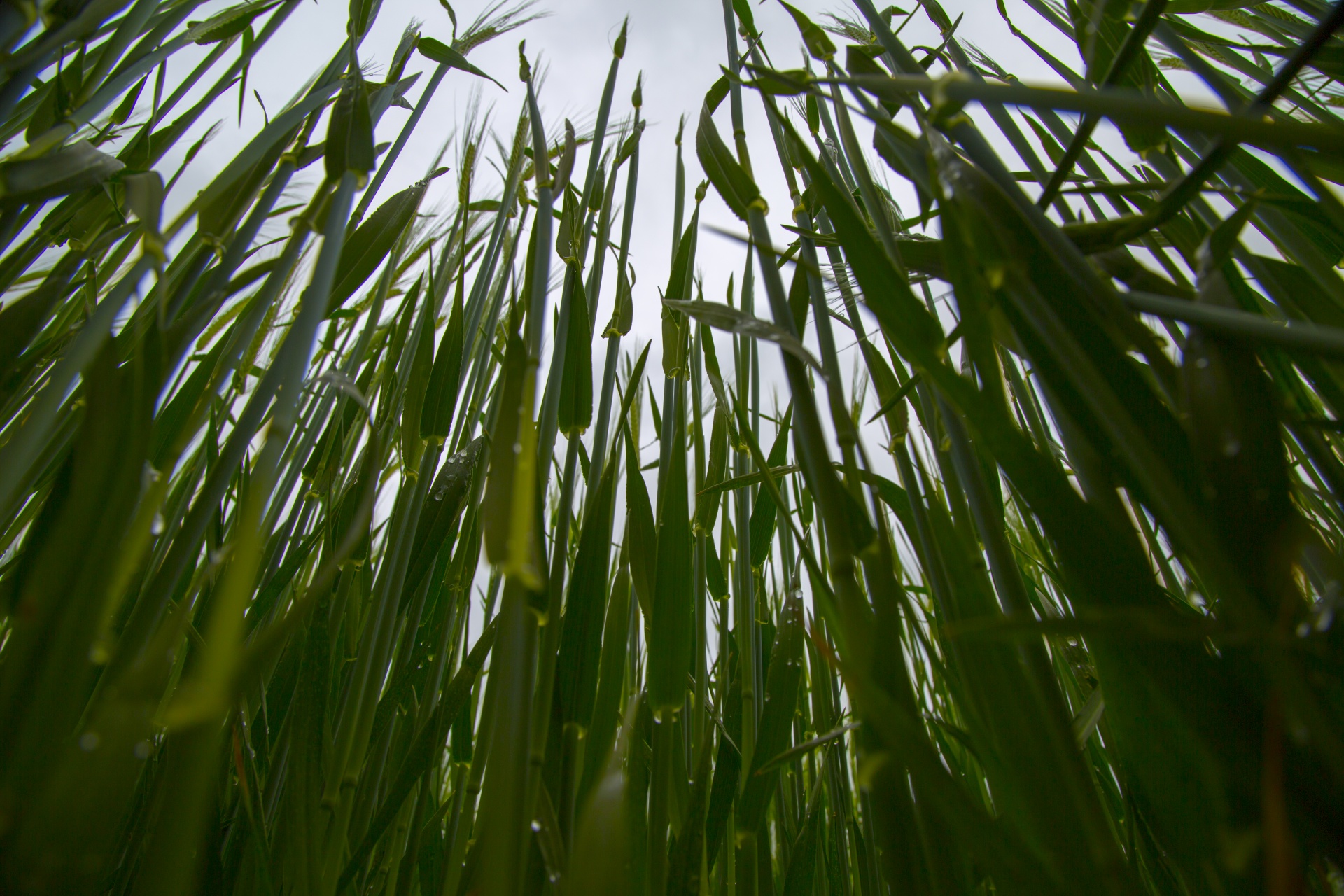 green field barley free photo