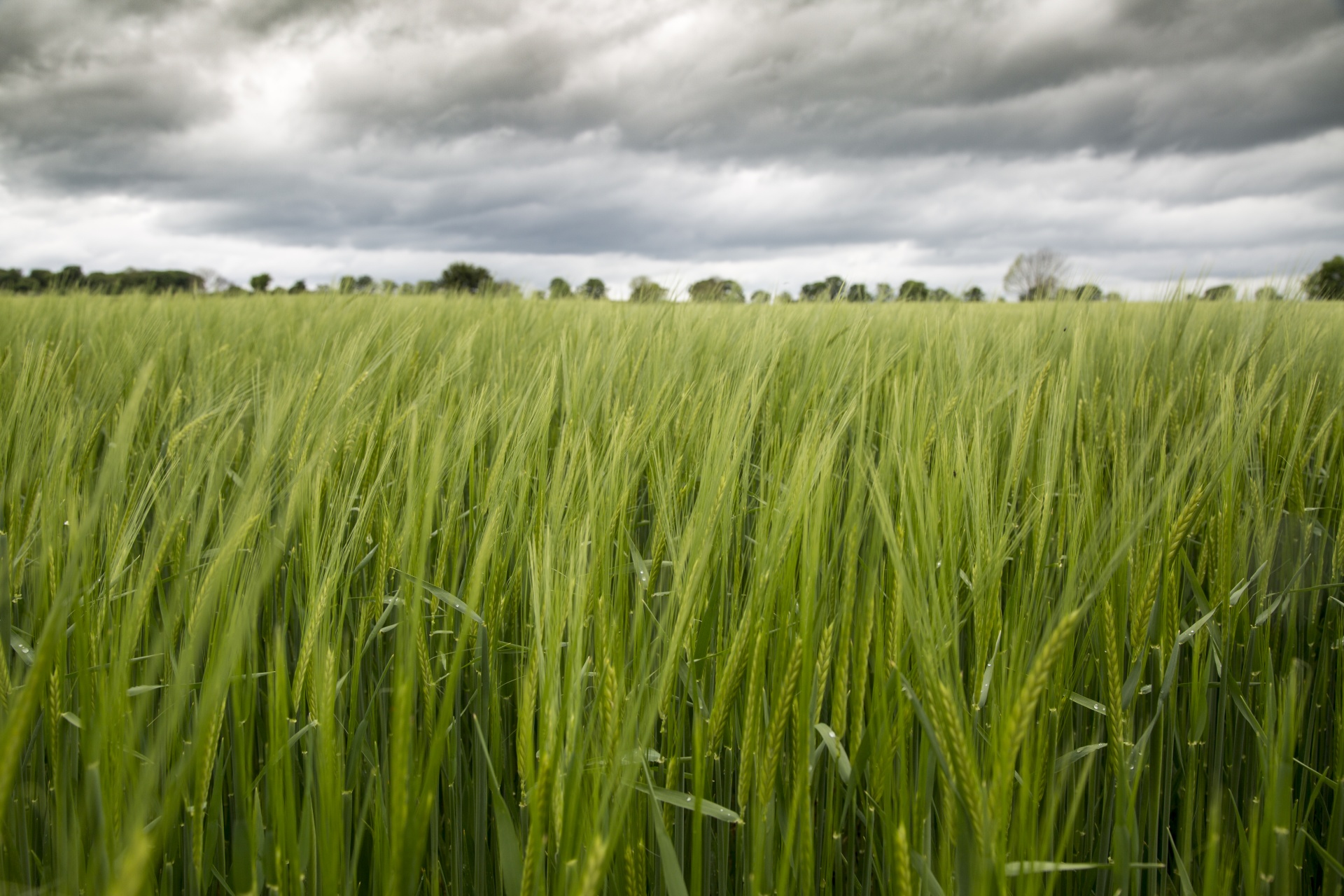 green field barley free photo