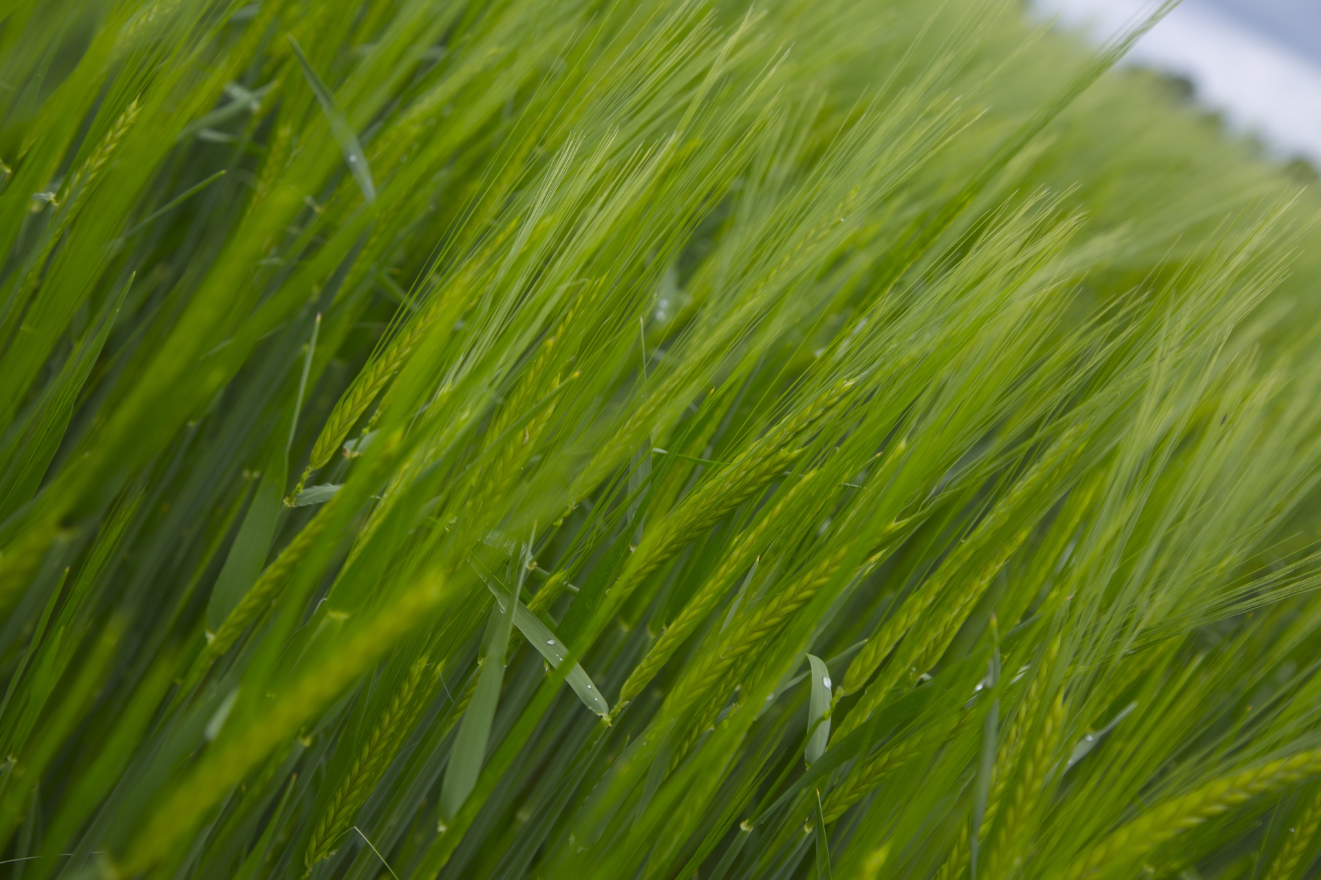 green field barley free photo