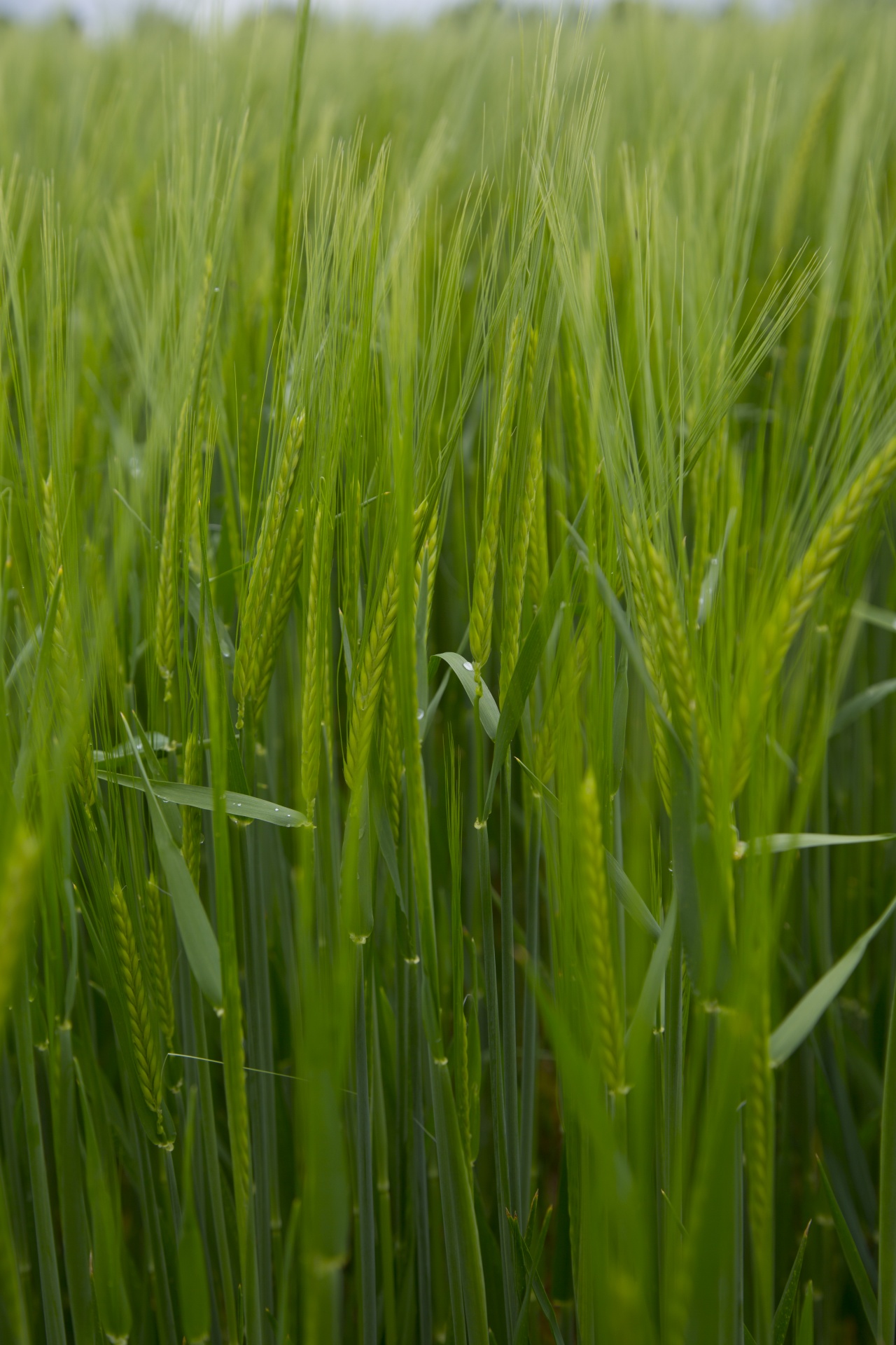green field barley free photo