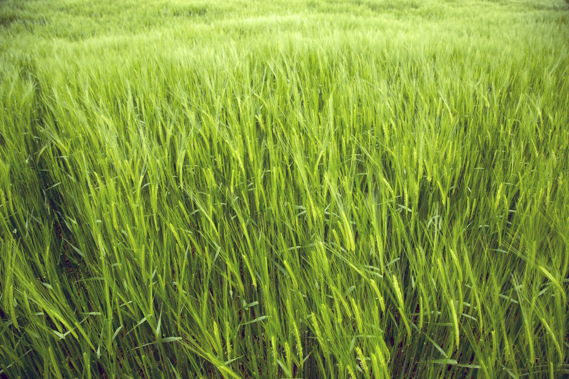 green field barley free photo