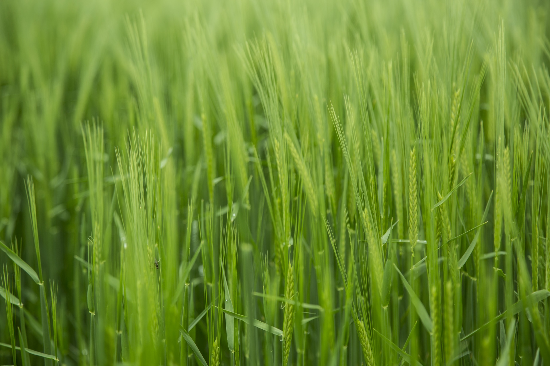 green field barley free photo