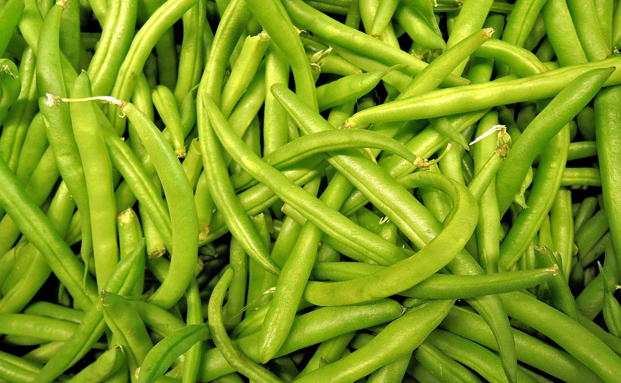 green beans harvest vegetable free photo