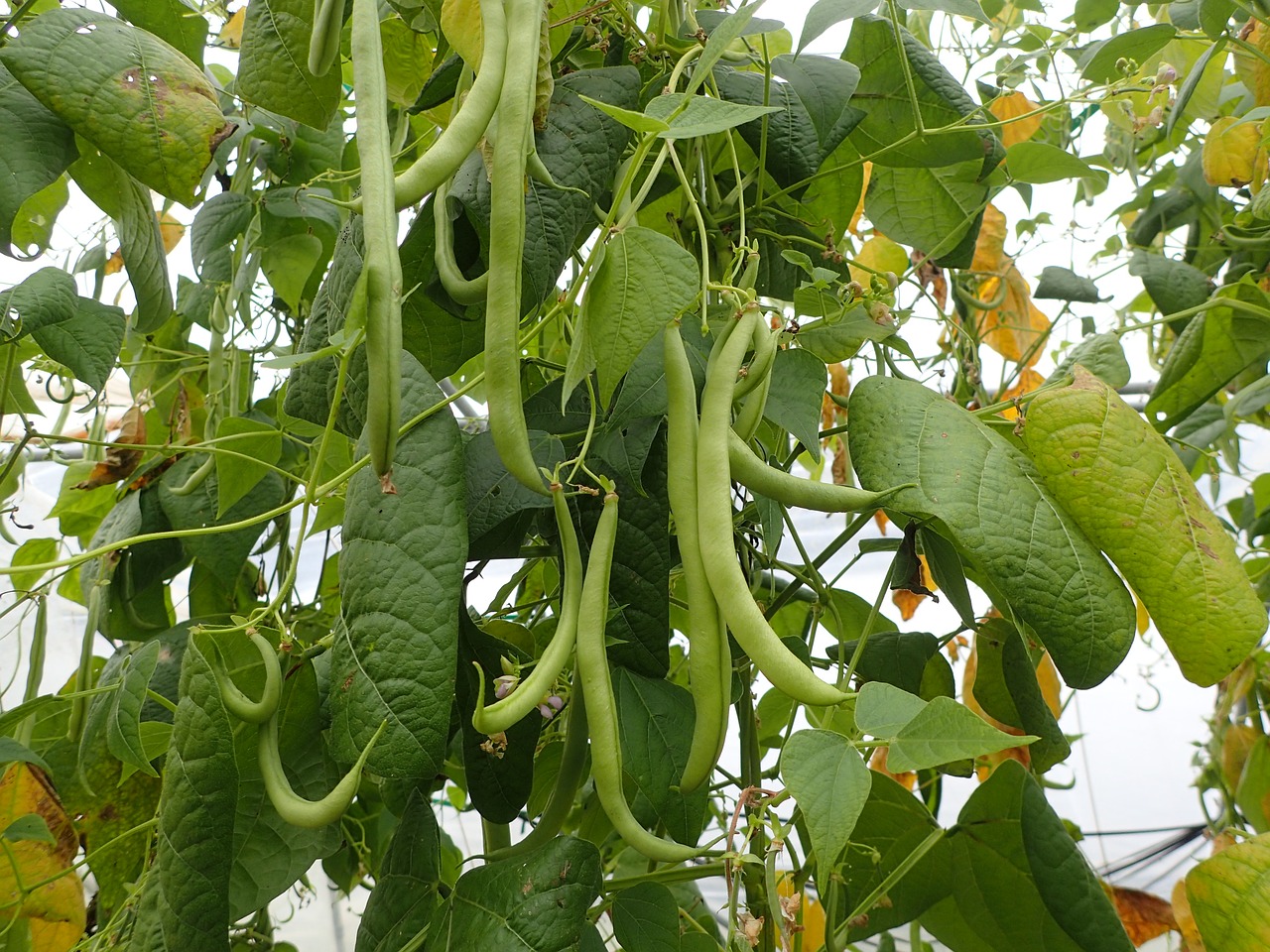 green beans culture market gardener free photo