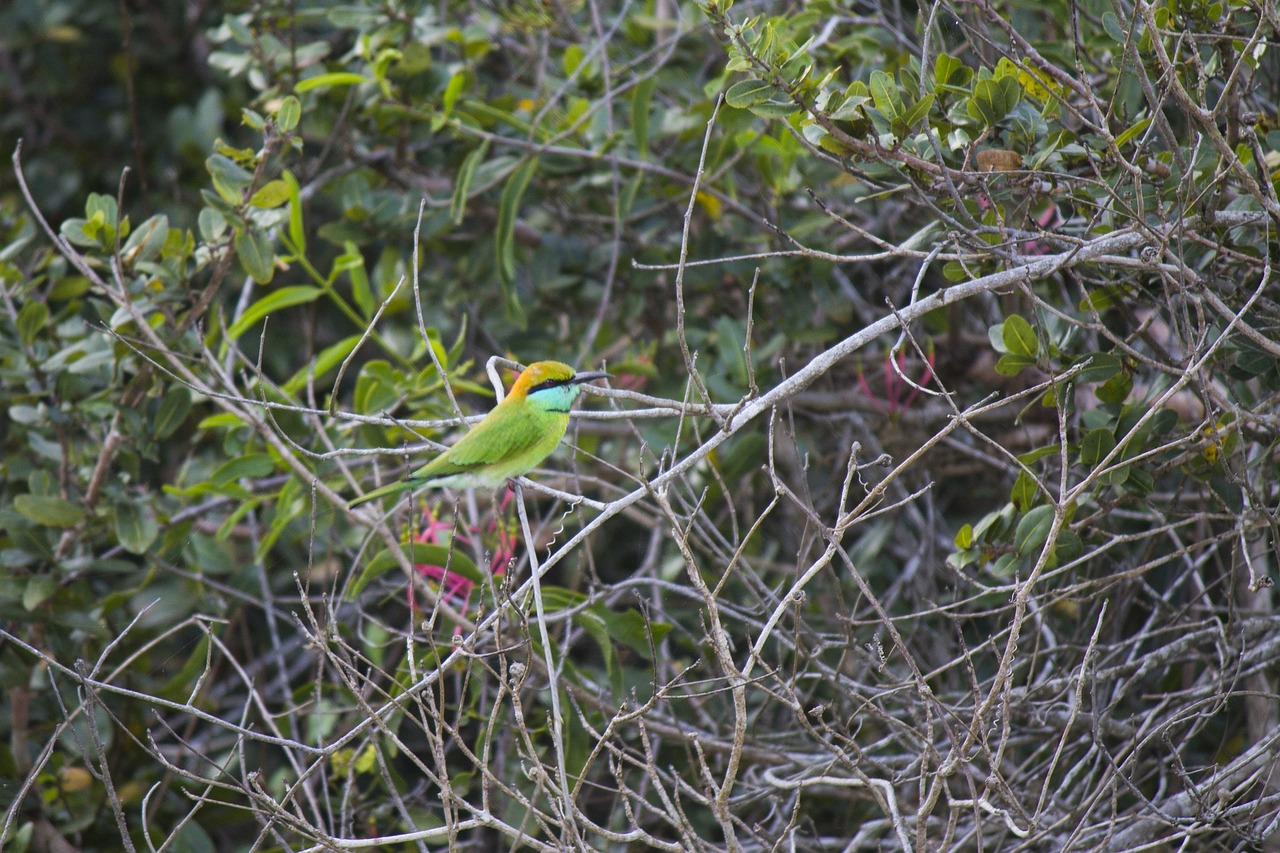 green bee-eater bird merops orientalis free photo
