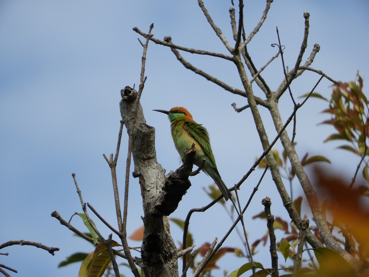 green bee-eater  bird  thailand free photo