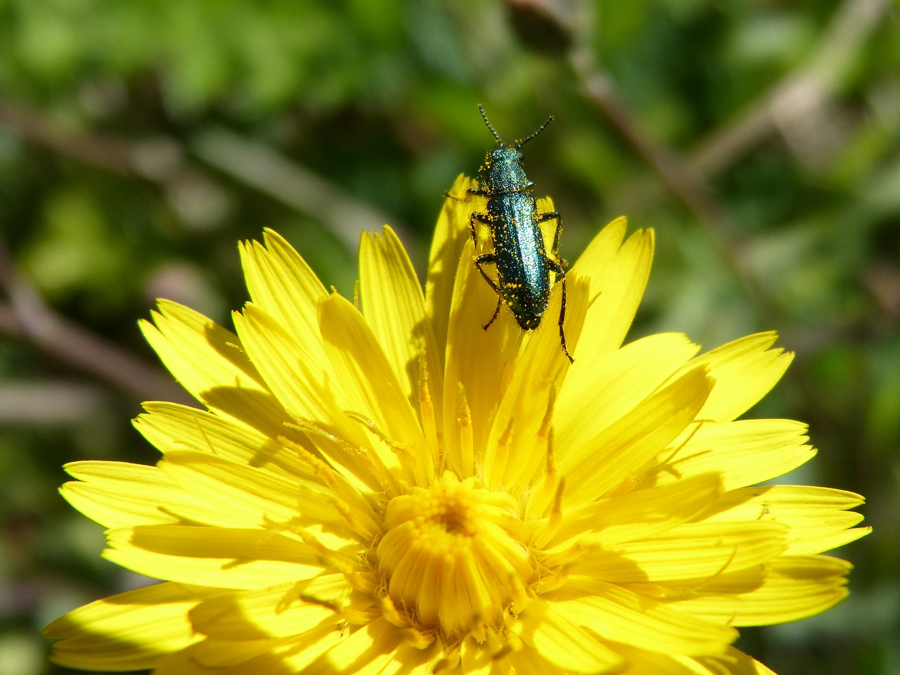 green beetle psilothrix viridicoerulea dandelion free photo