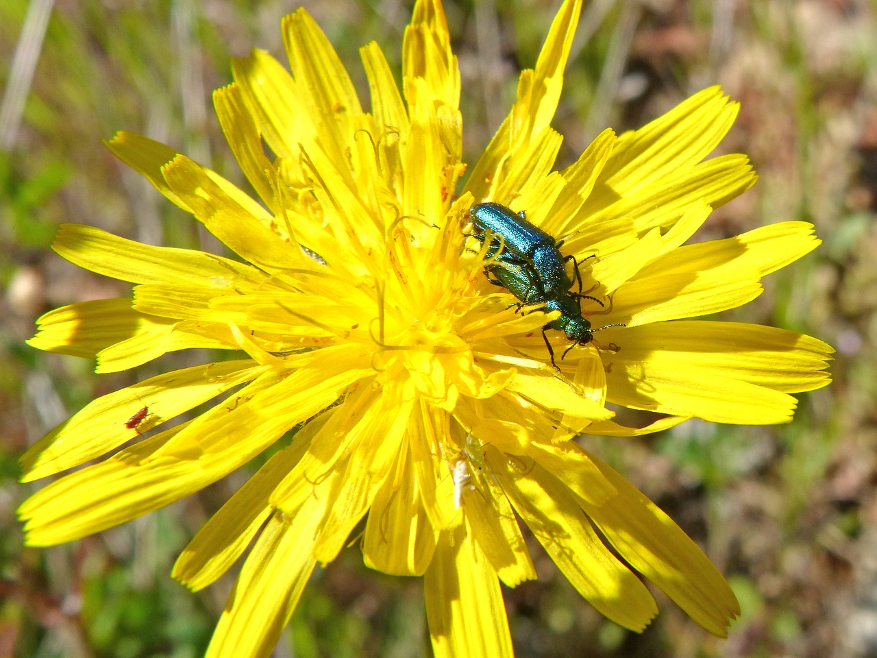 green beetle insects mating insect intercourse free photo