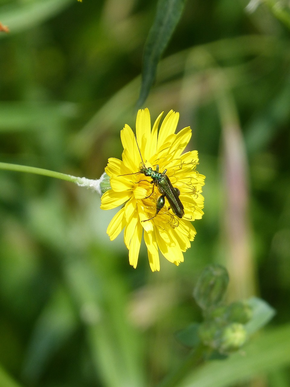 green beetle  psilothrix viridicoerulea  dandelion free photo