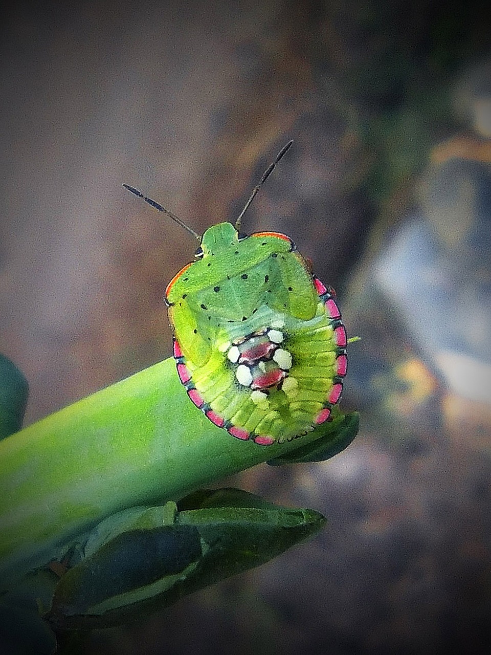 green beetle stem insect free photo