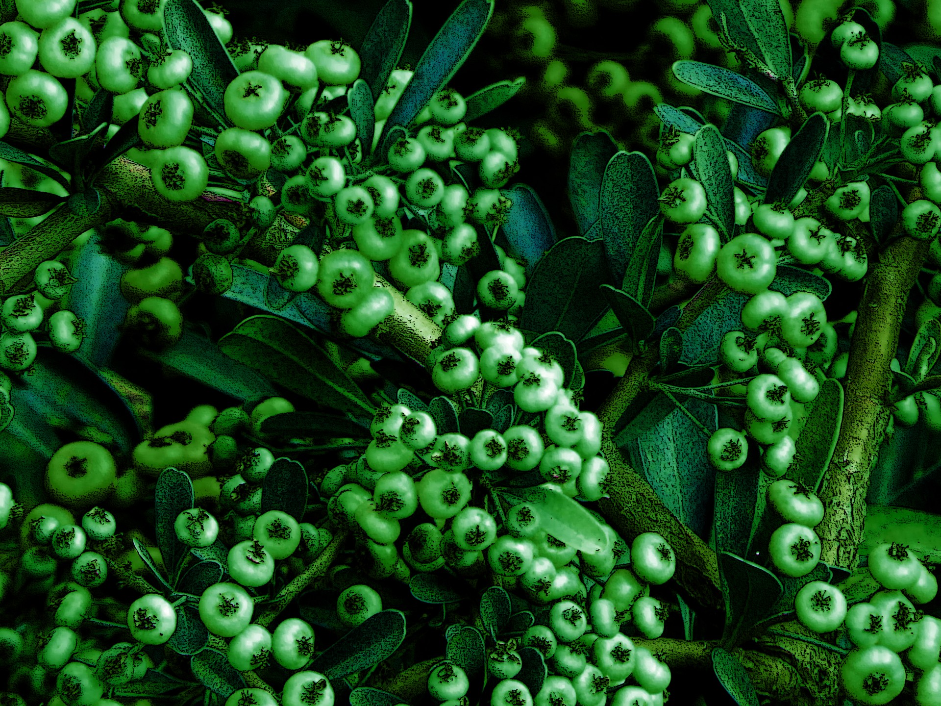 berries foliage background free photo