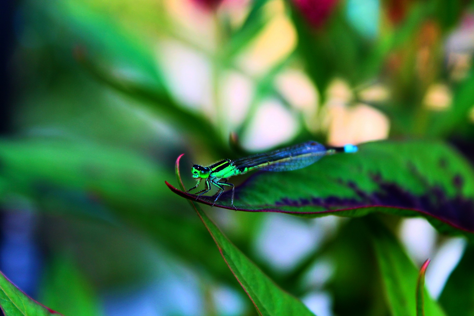 green dragonfly dragonfly black dragonfly free photo