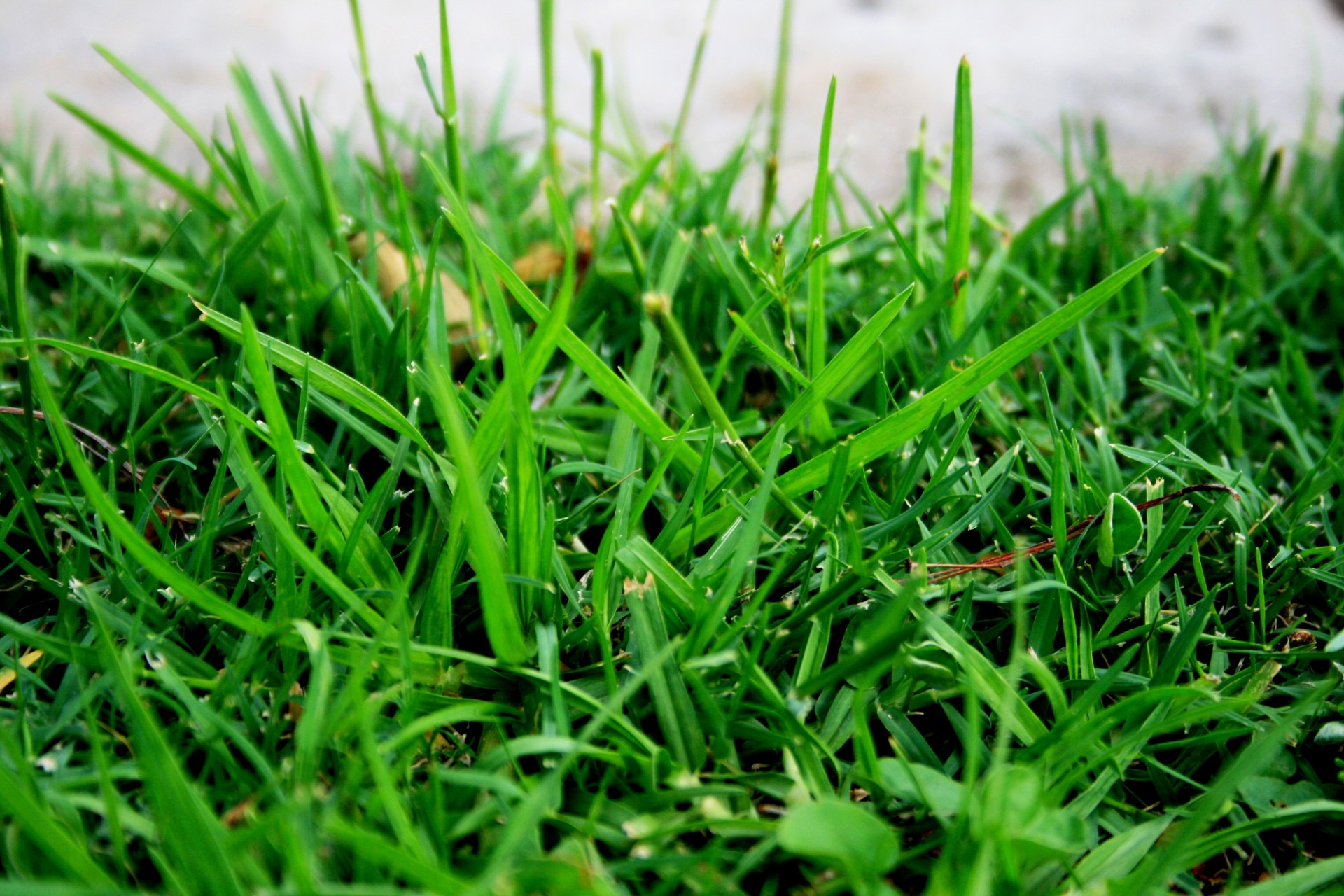 grass blades lawn free photo