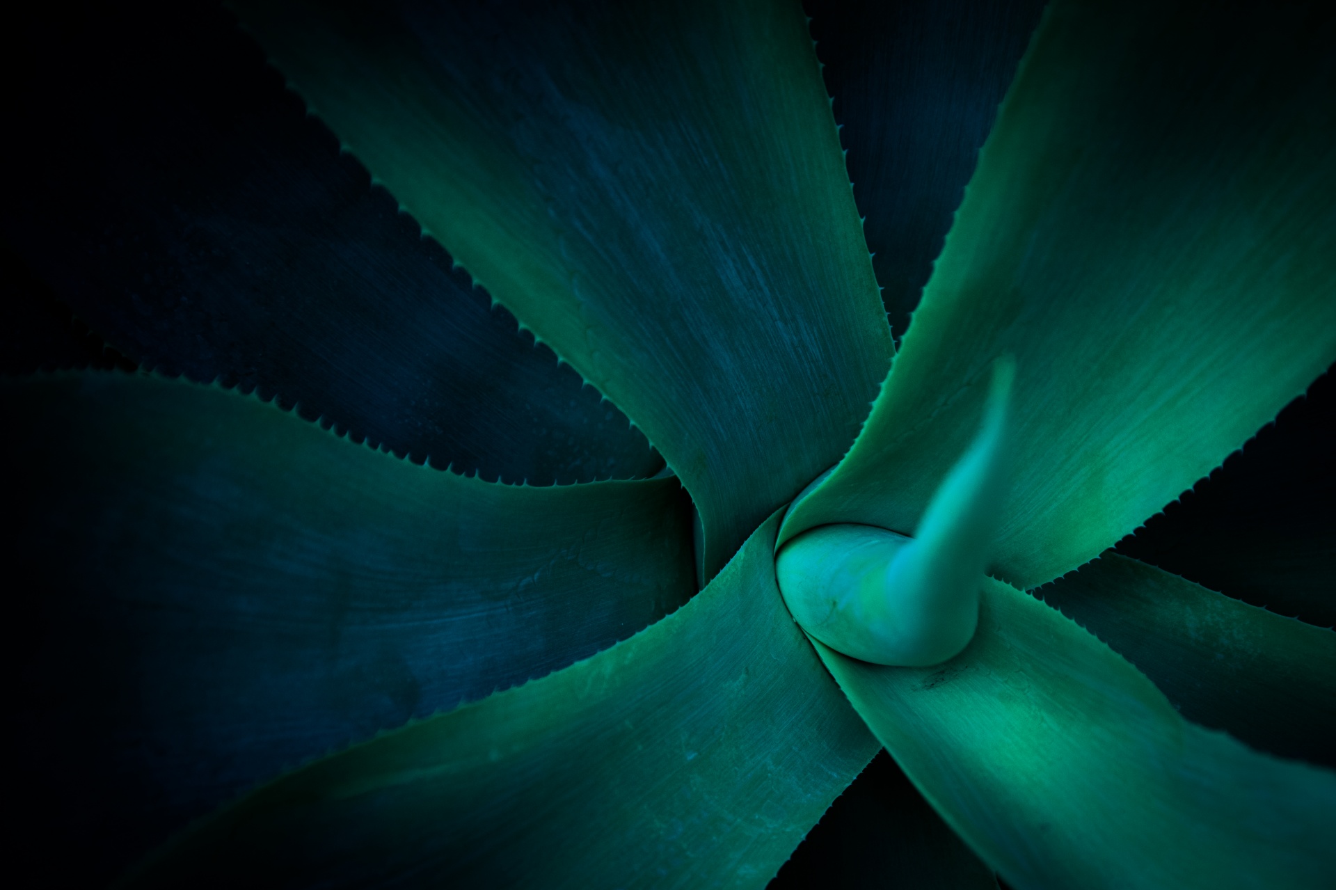 agave background dark free photo