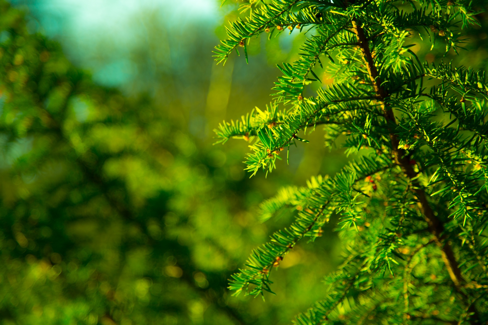 green twig branch free photo