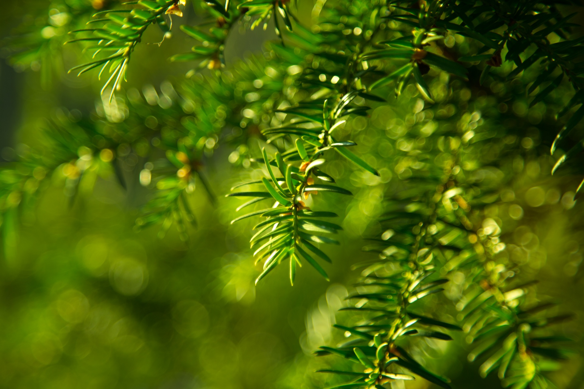 green twig branch free photo