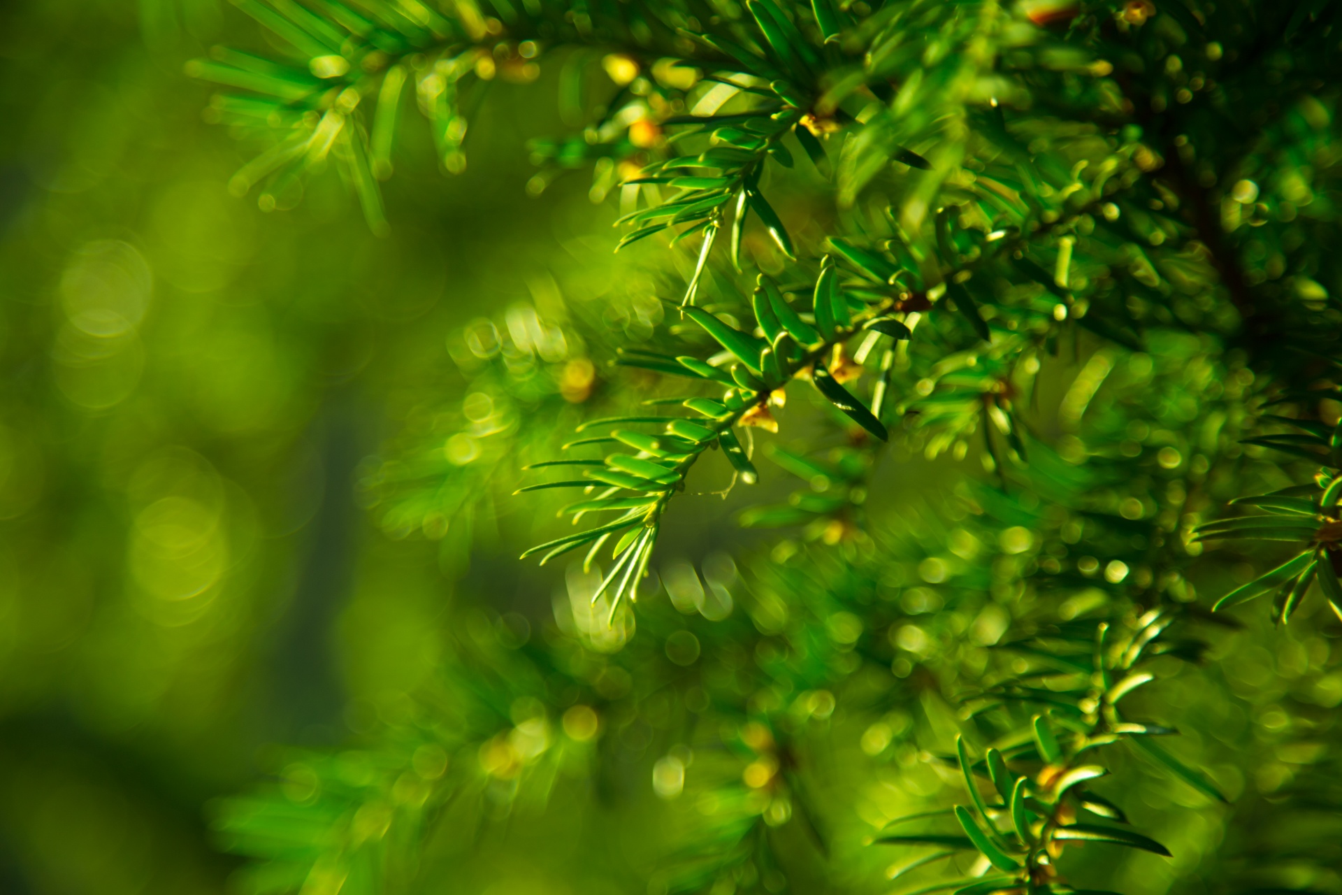 green twig branch free photo