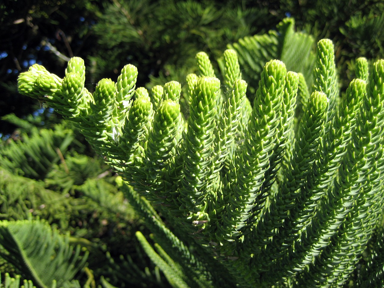 green branches norfolk pine or araucaria buds free photo
