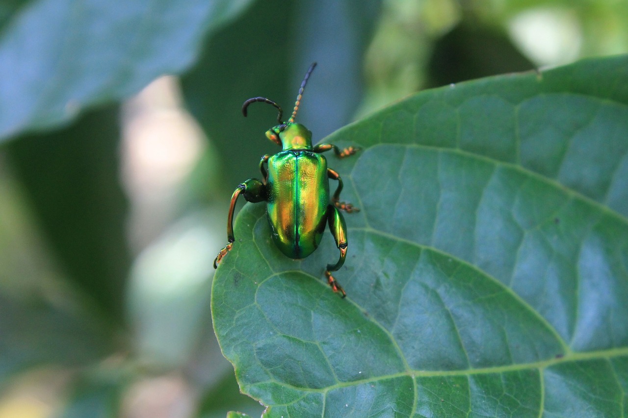 green bug insect animal free photo