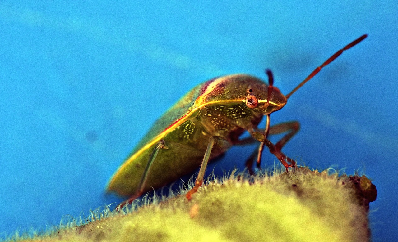 green bug  insect  arthropod free photo