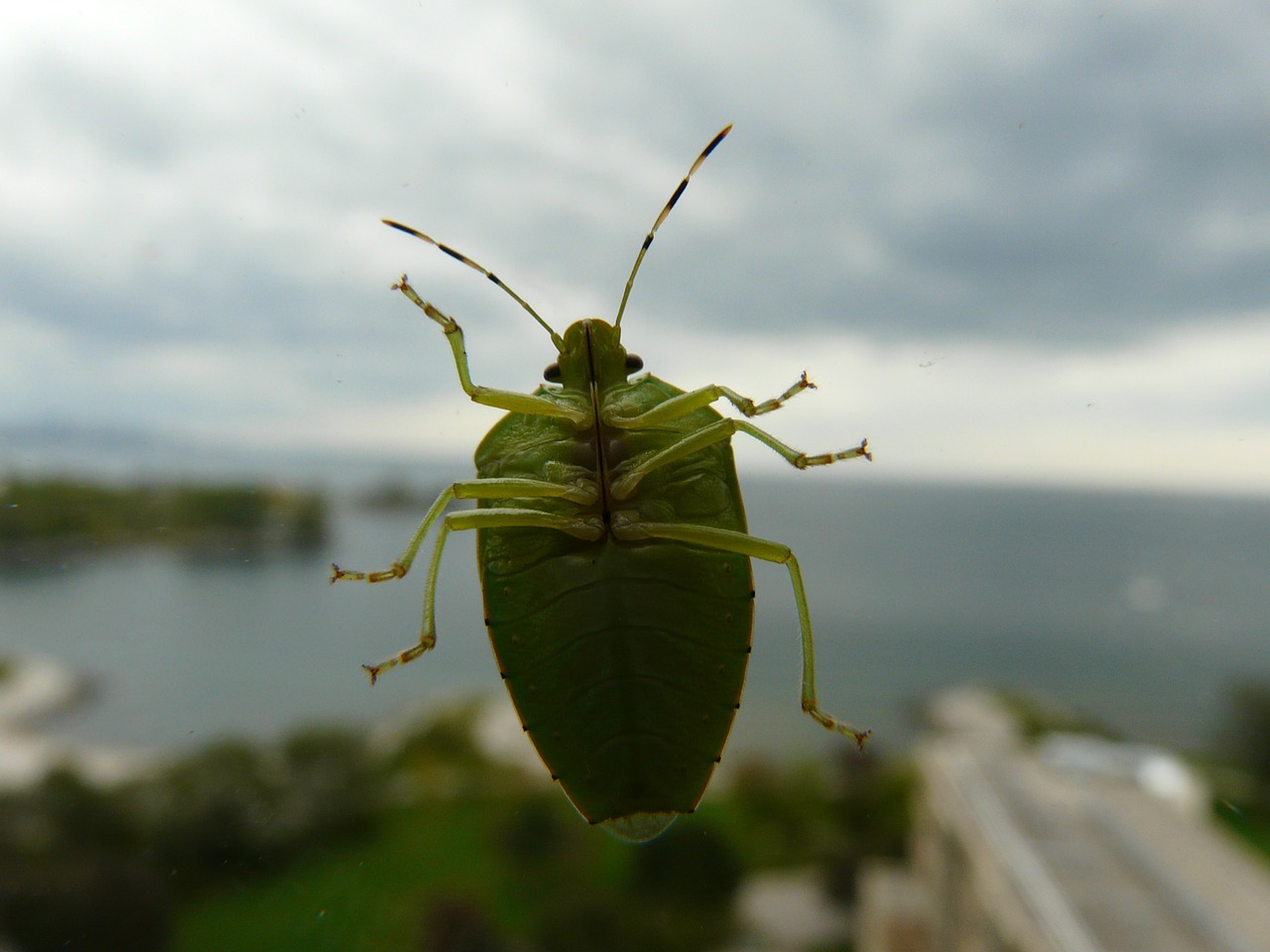 green bug bug beetle free photo