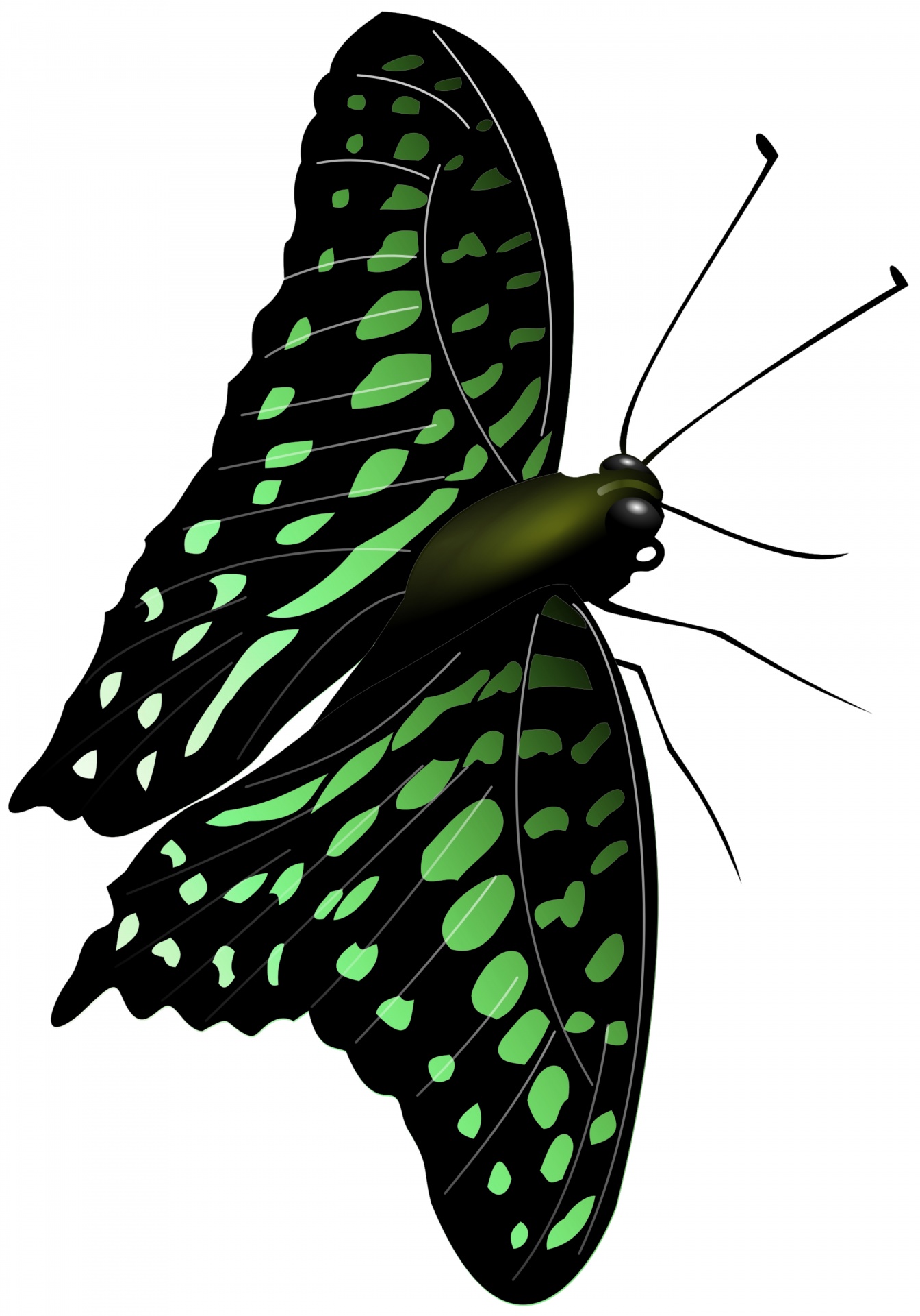 gradient green butterfly free photo