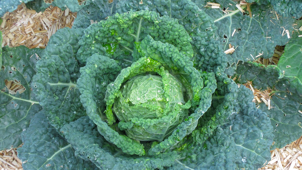 green cabbage vegetable kitchen garden free photo
