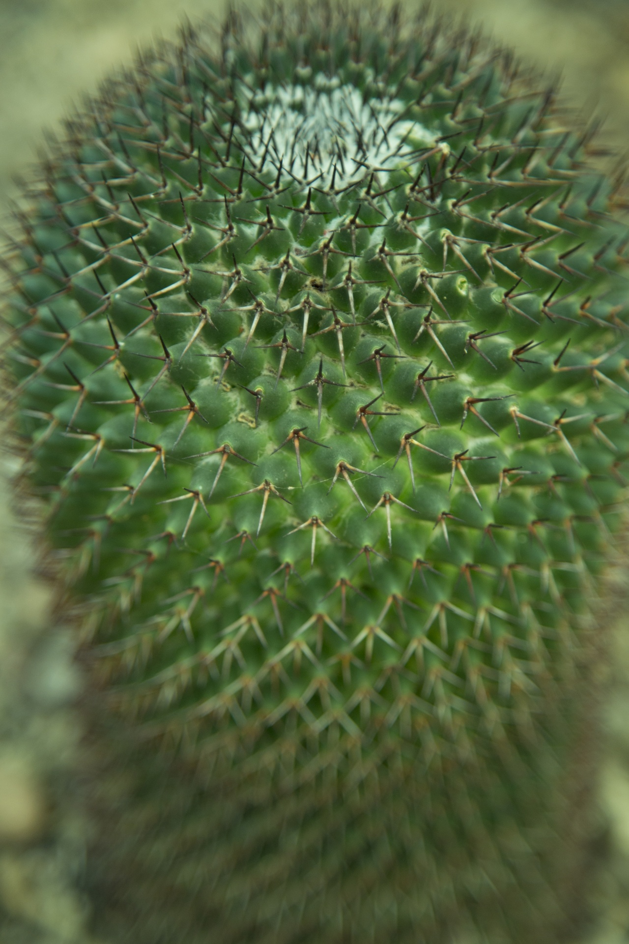 green garden cactus free photo