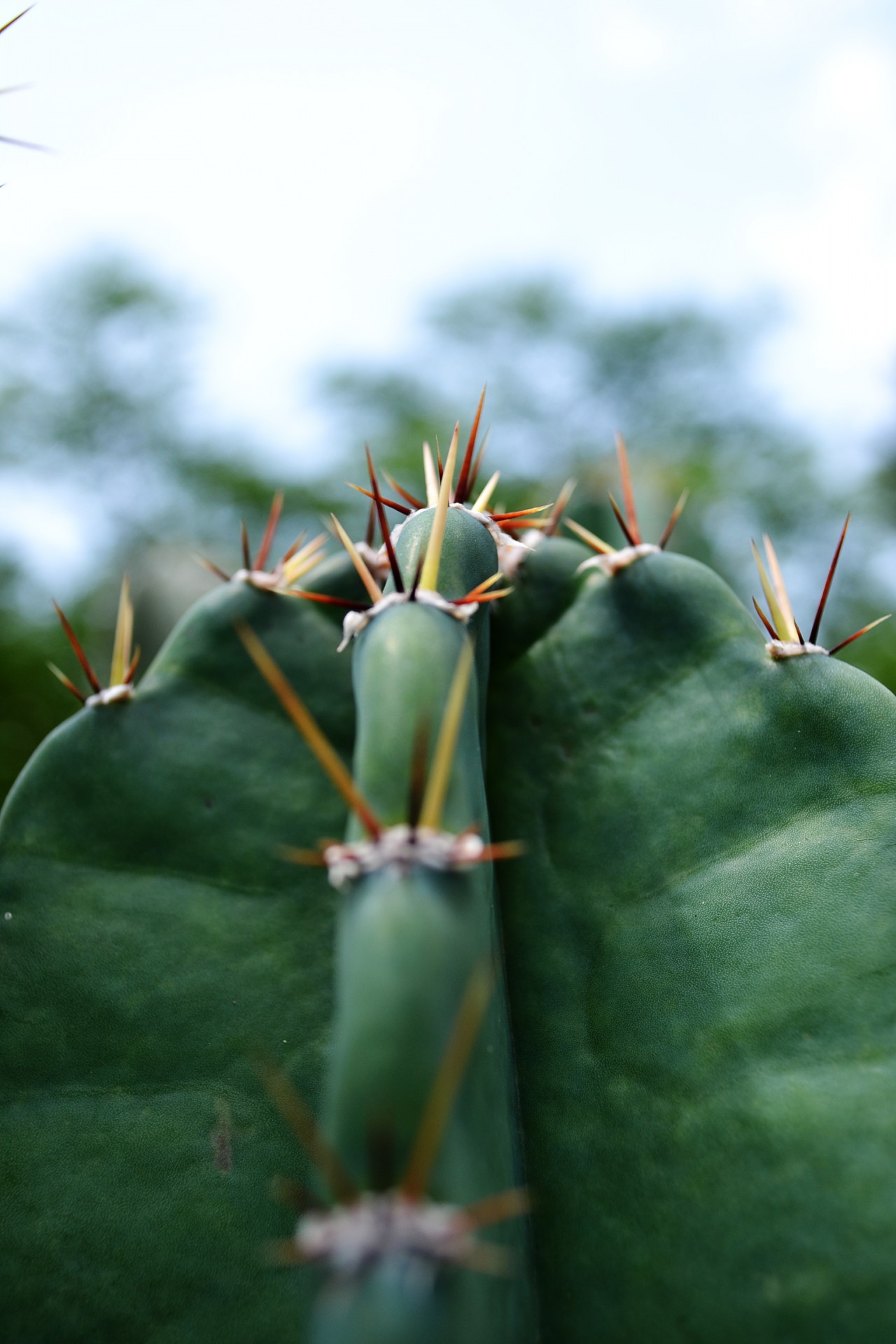 cactus green dry free photo