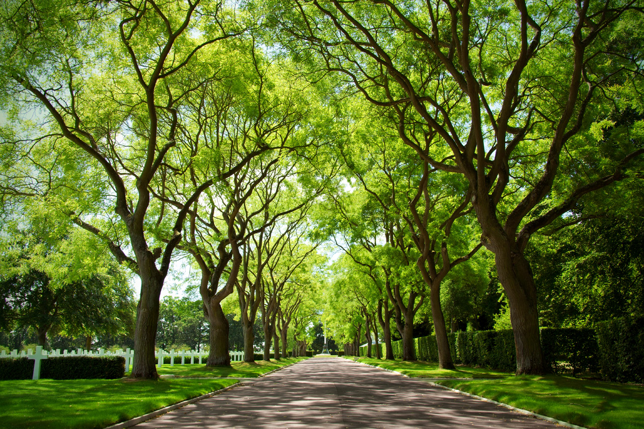 alley branches canopy free photo