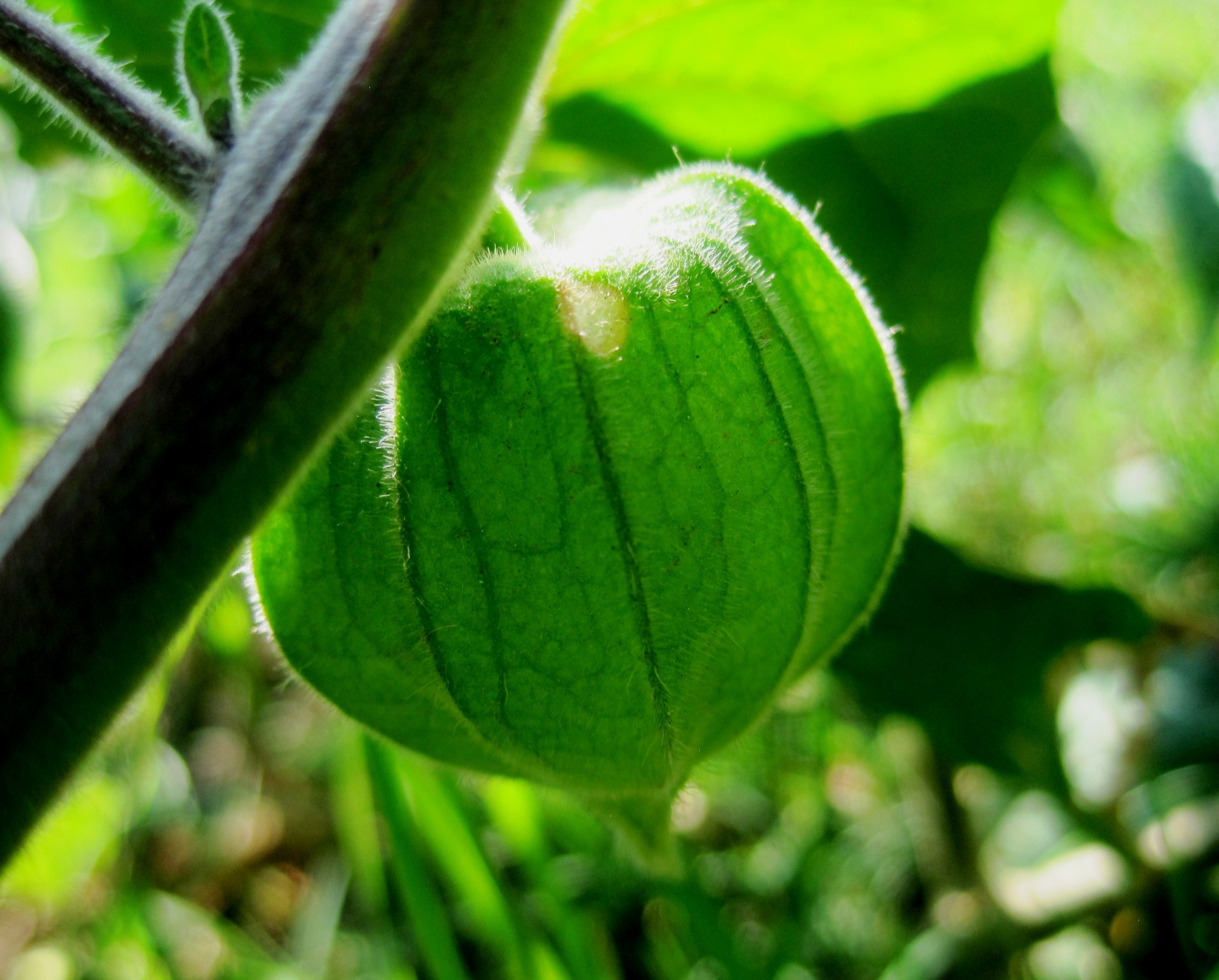 gooseberry caped green free photo