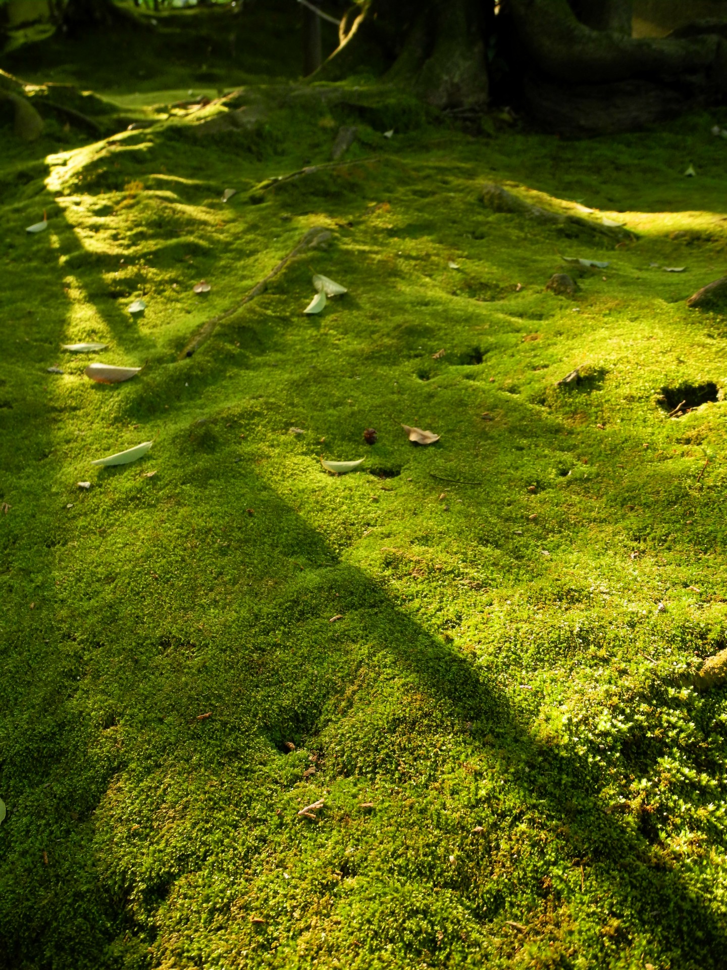 moss green carpet temple free photo