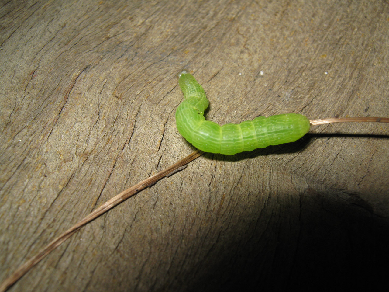 caterpillar green garden free photo