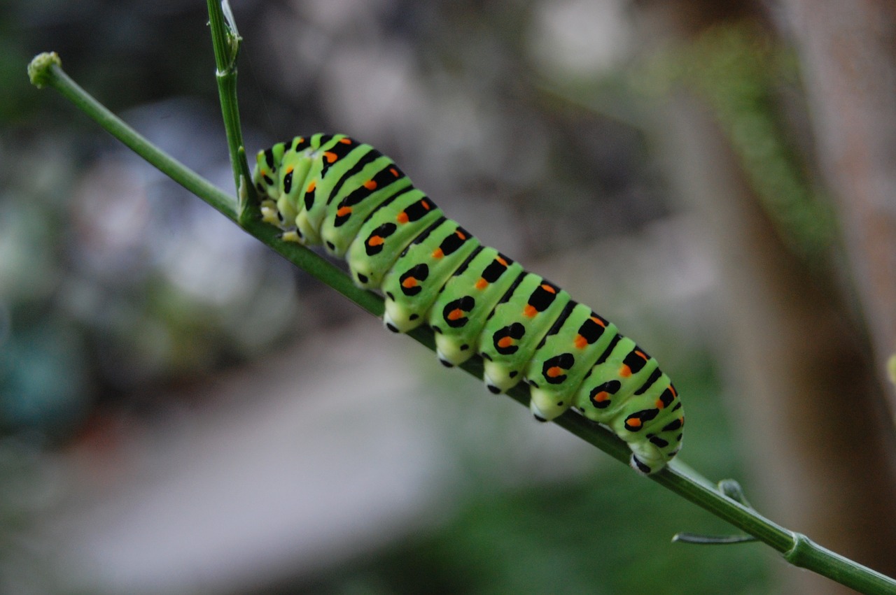 green caterpillar green nature free photo