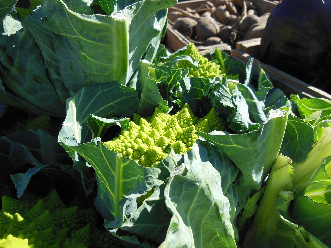 green cauliflower romanesco cabbage free photo