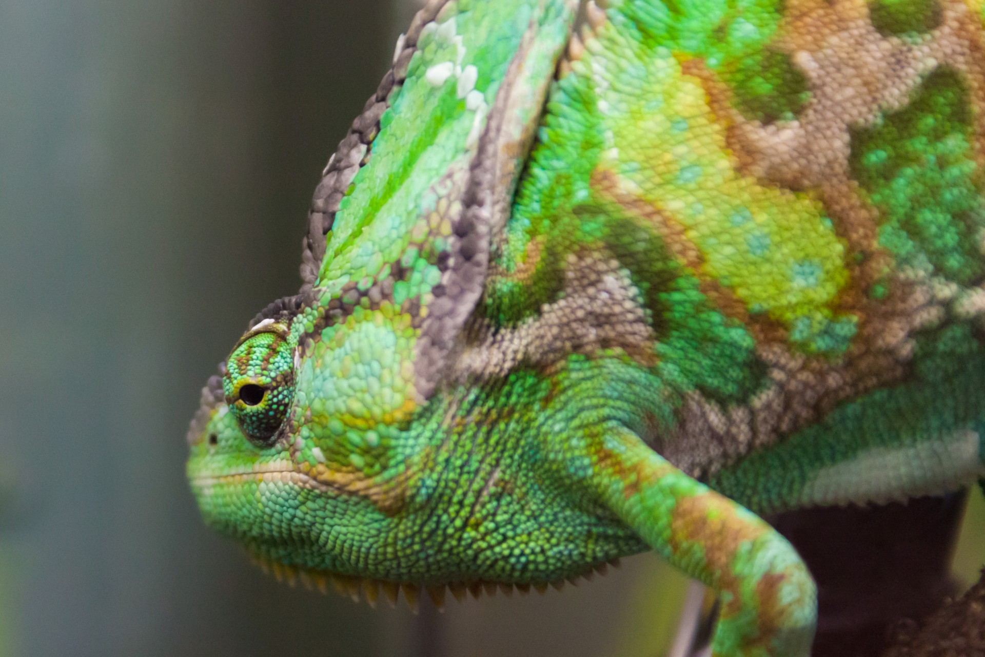 green chameleon reptile free photo