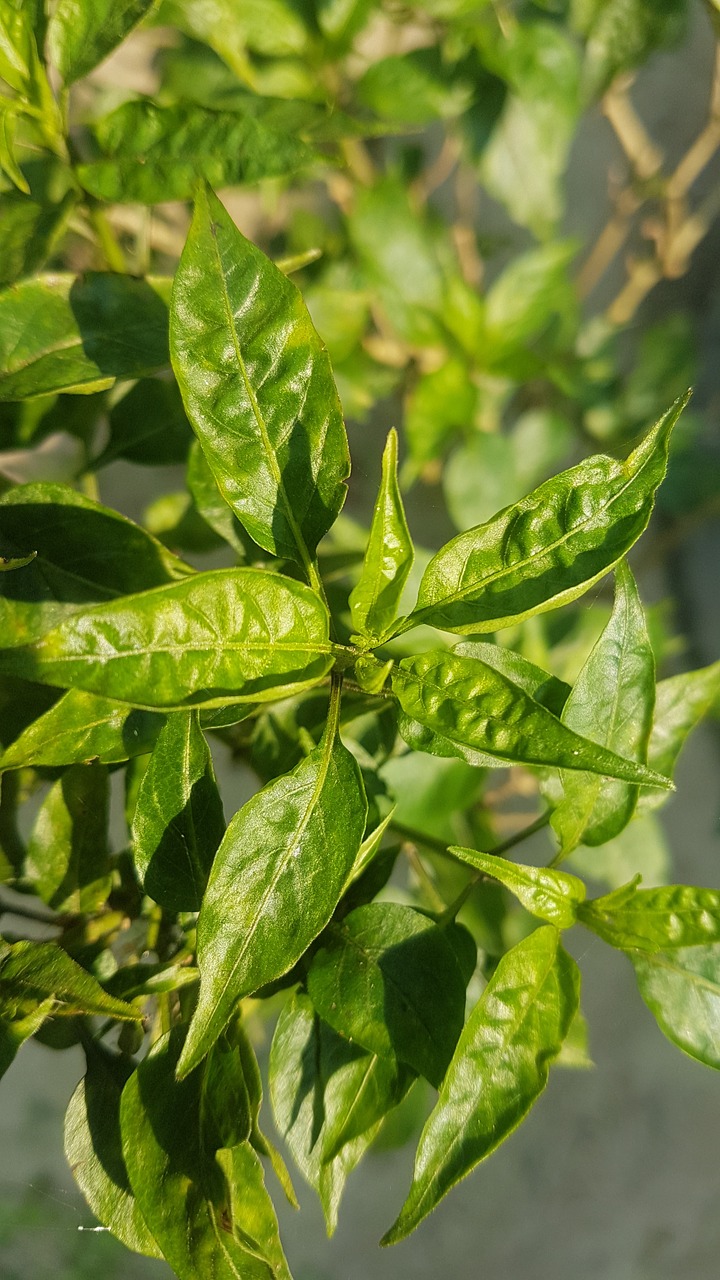 green chilli tree  green tree  chilli free photo