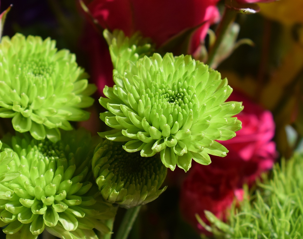 green chrysanthemums chrysanthemum flower free photo