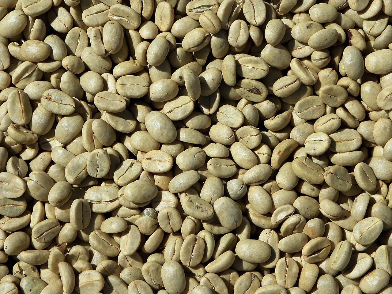 green coffee coffee beans coffee free photo