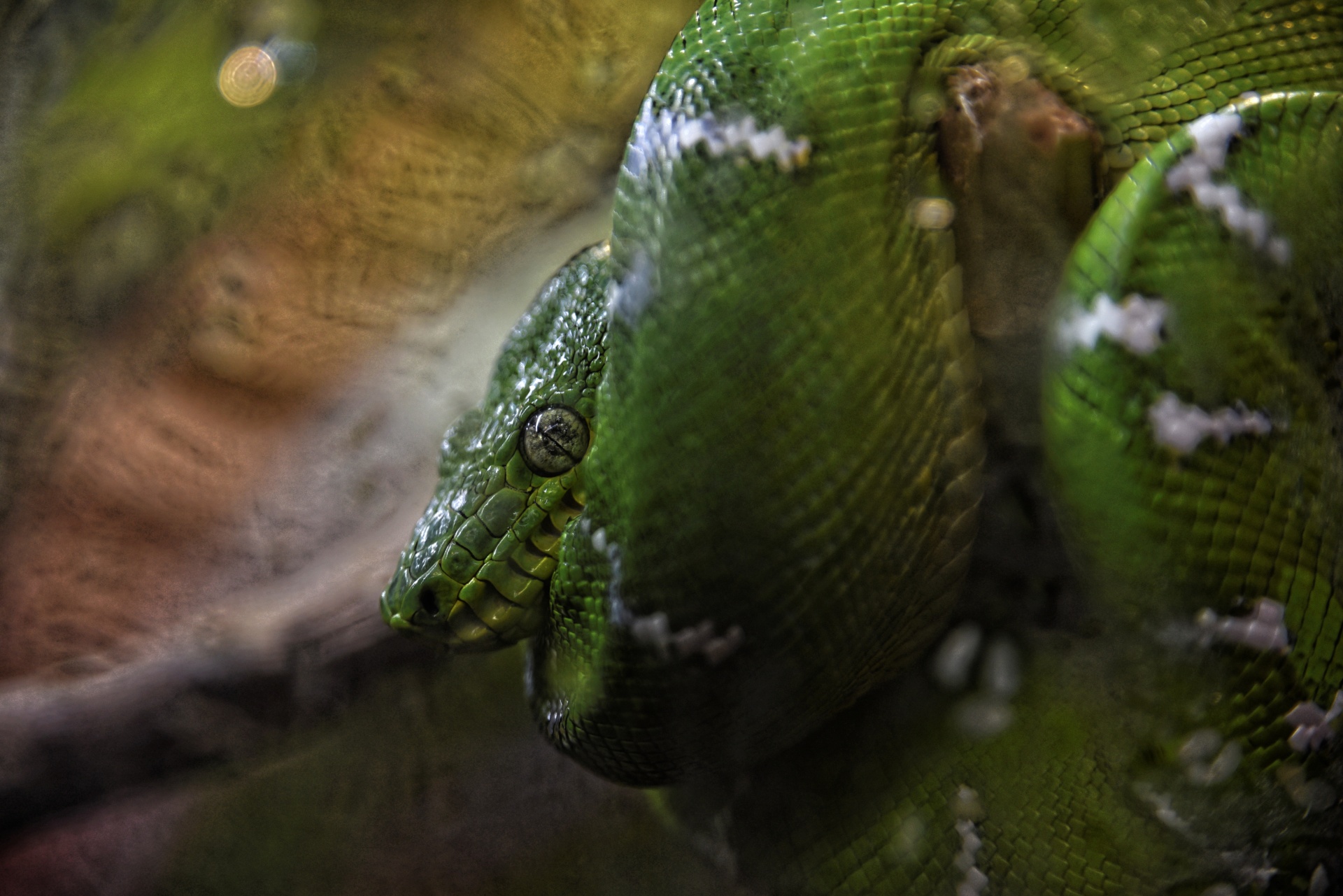 green coiled snake free photo