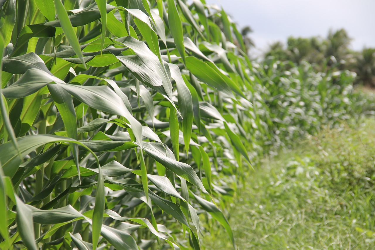 green corn crop irrigation free photo