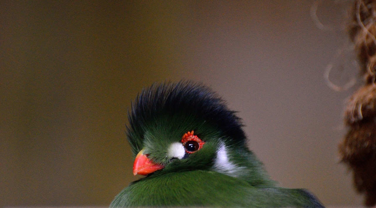 green crested turaco exotic bird free photo
