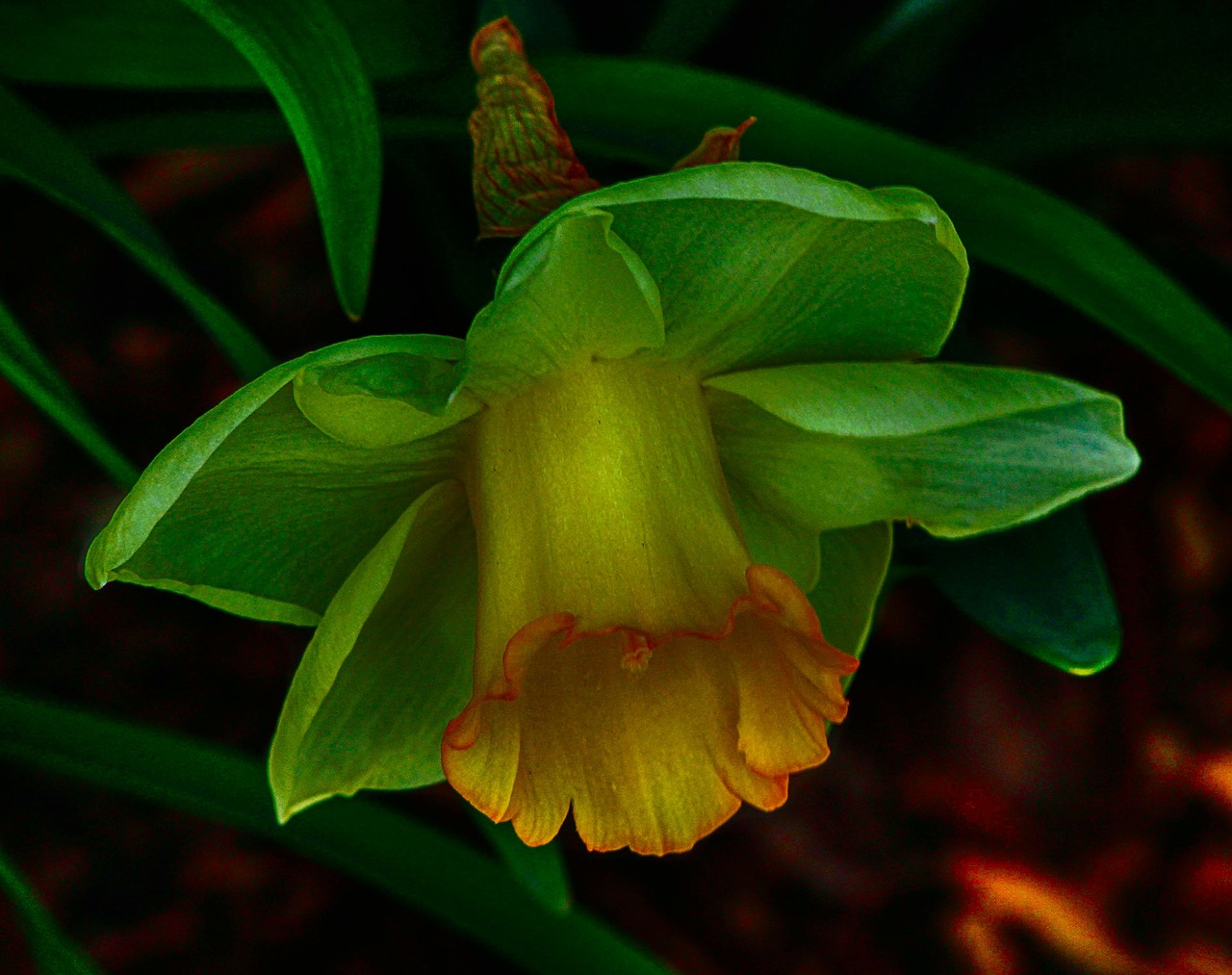 green daffodil narcissus jonquil free photo