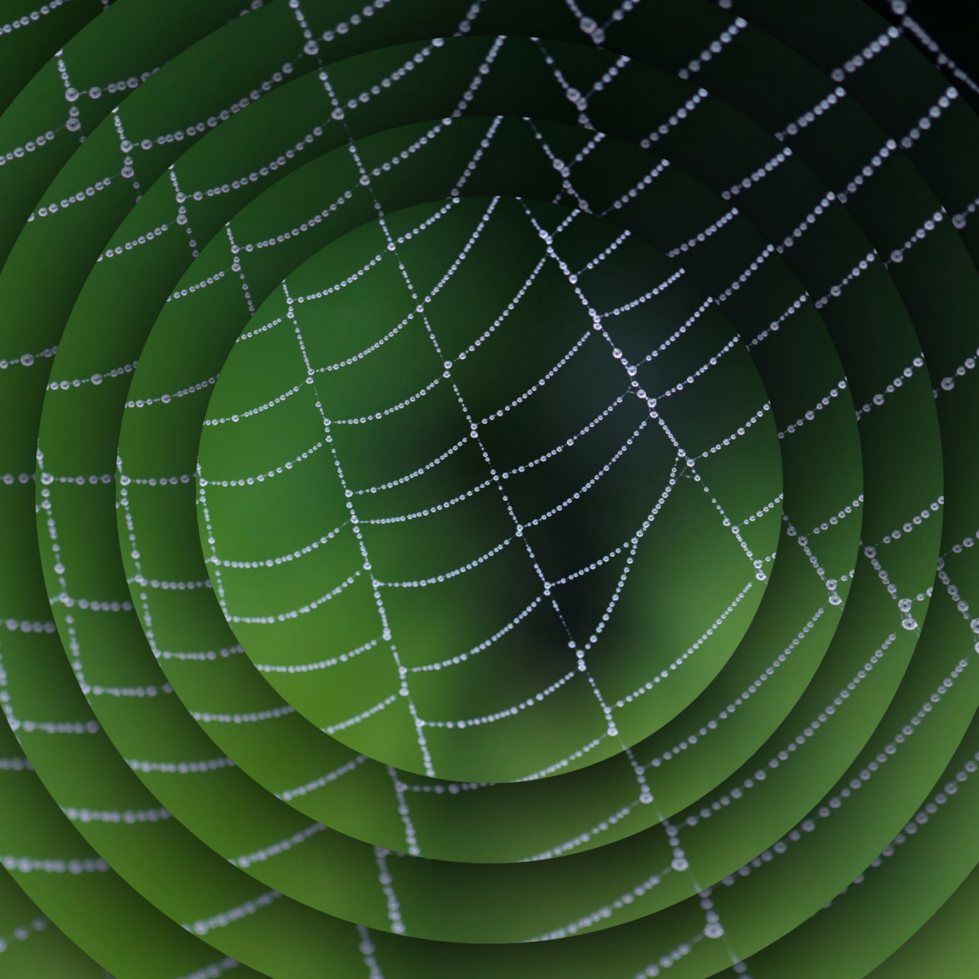 wallpaper concentric spider free photo