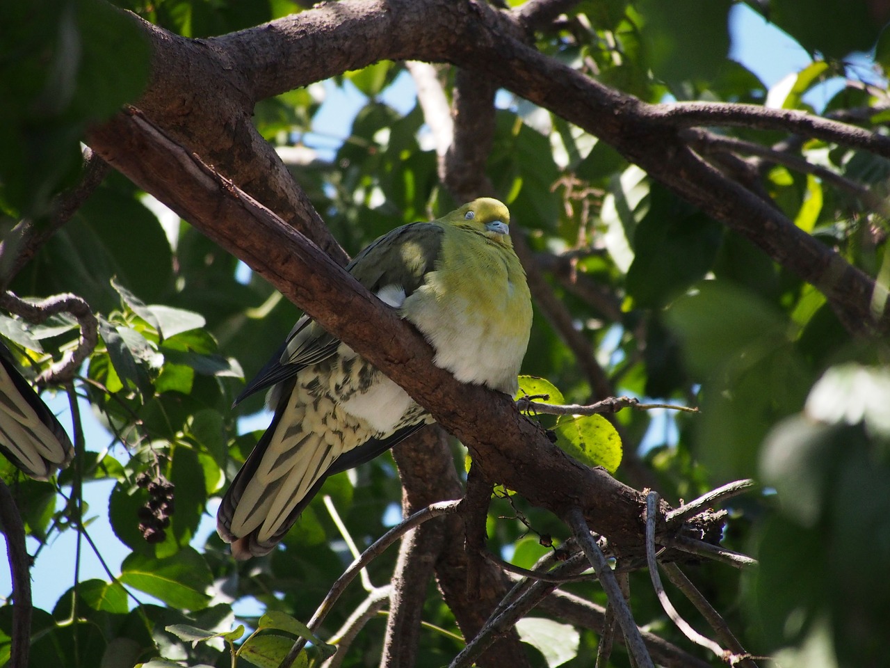 green dove bird taipei free photo