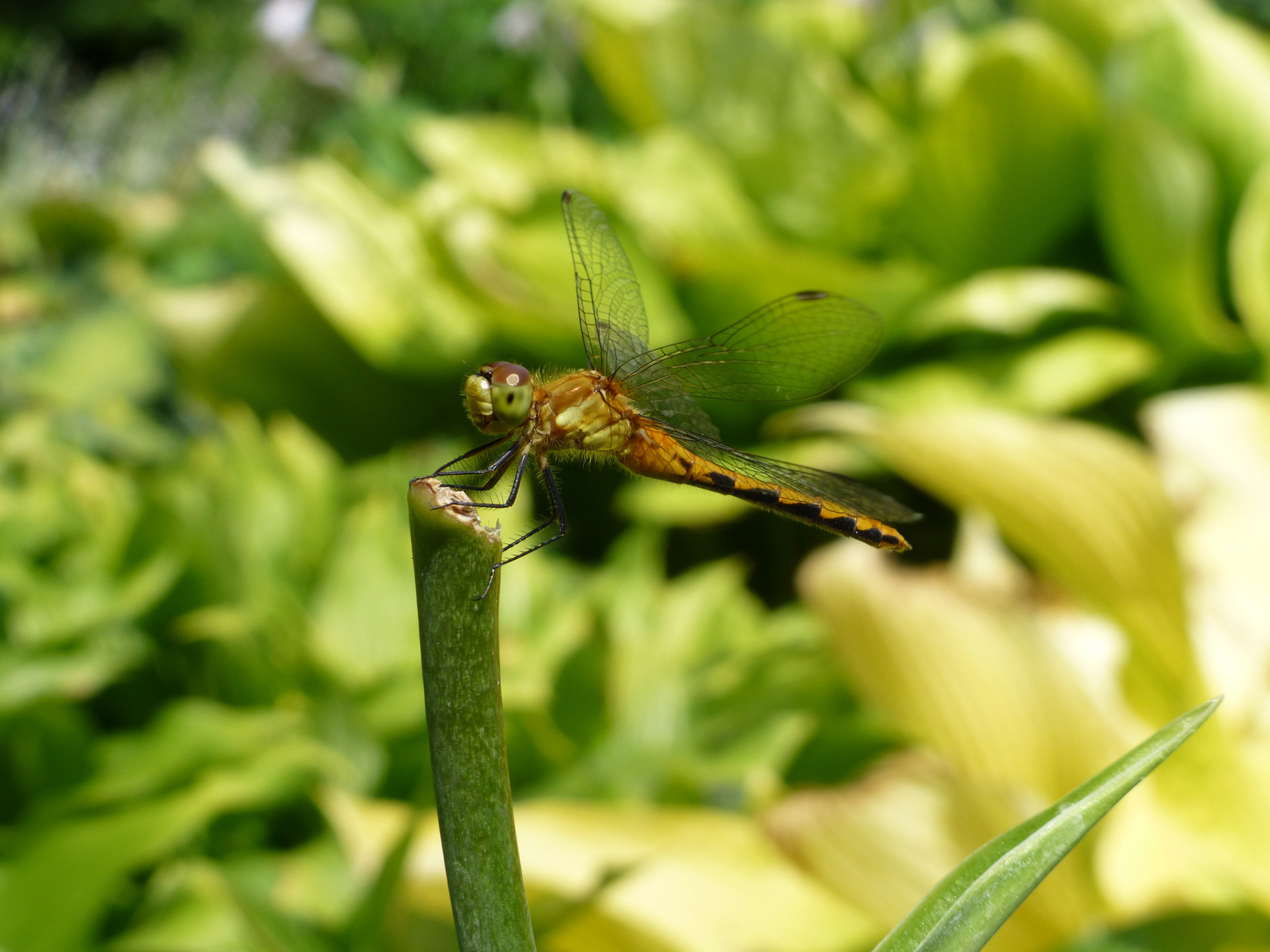 fly macro outdoor free photo