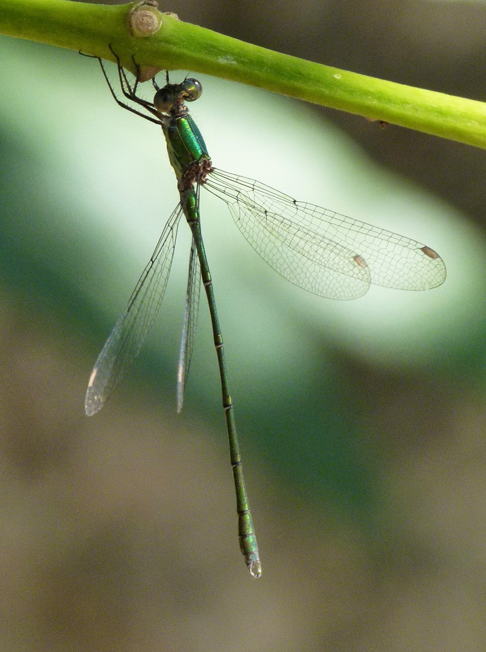 green dragonfly branch damselfly free photo