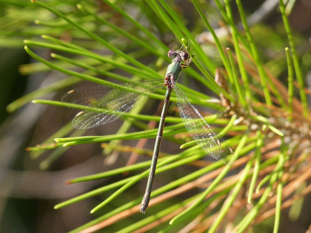 green dragonfly chalcolestes viridis dragonfly free photo