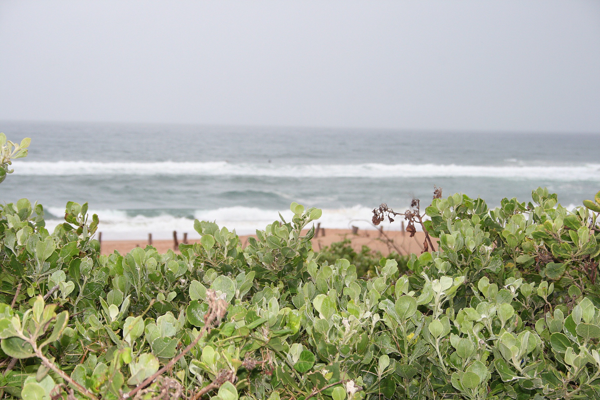 vegetation dune green free photo